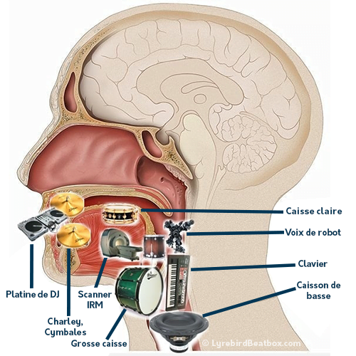 L'anatomie d'un beatboxeur